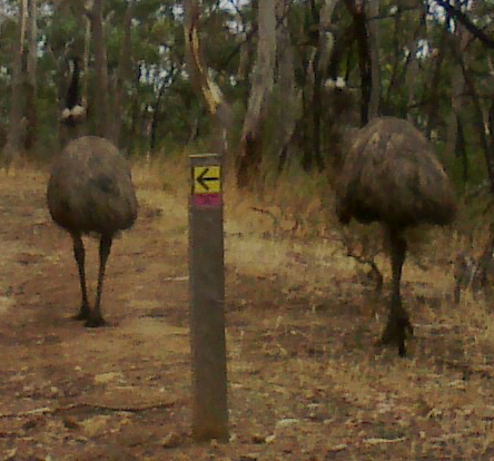 20140102-emus.jpg