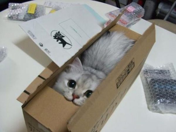 cat_in_box-600x450.jpg