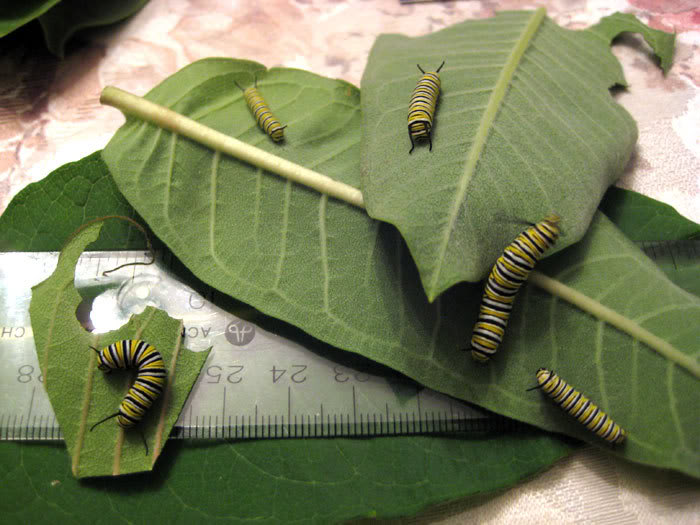 caterpillar-04.jpg
