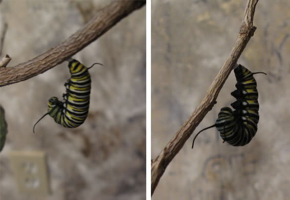 caterpillar02.jpg