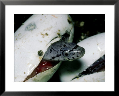 david-m-dennis-everglades-rat-snake-hatching-south-florida.jpg