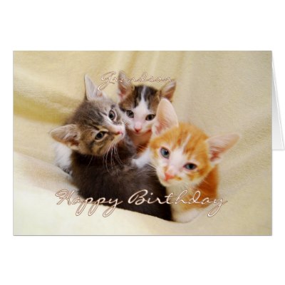 grandson_happy_birthday_trio_of_kittens_card-p137167497790376634q6ay_400.jpg