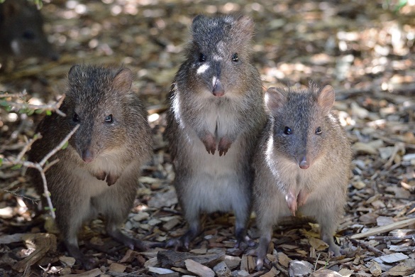 potoroo_-_copy.jpg