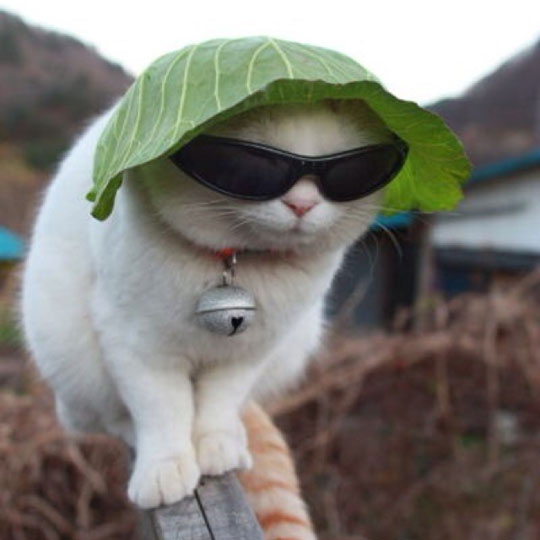 Stylish-Cat.jpg